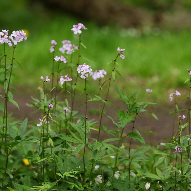 Tandrod <br><i>Cardamine bulbifera</i><br><br>