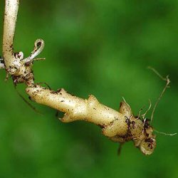 Tandrod <br><i>Cardamine bulbifera</i><br><br>