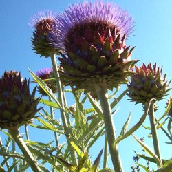 Kardon <br>'Porto Spineless'<br><i>Cynara cardunculus</i>