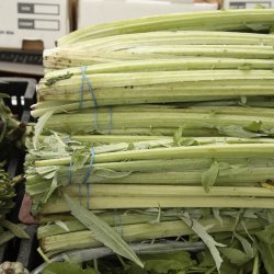 Kardon <br>'Porto Spineless'<br><i>Cynara cardunculus</i>