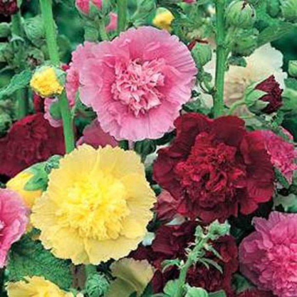 Stokrose <br>'Summer Carnival Mix'<br><i>Alcea rosea</i>