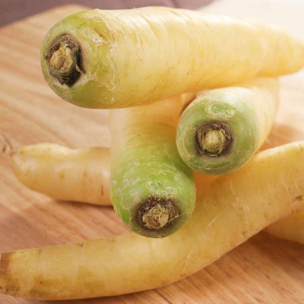 Gulerod <br>'Blanche collet vert hors terre' <br><i>Daucus carota var. sativus</i>