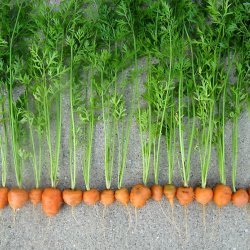 Gulerod, karotte <br>'Paris Market' <br><i>Daucus carota var. sativus</i>