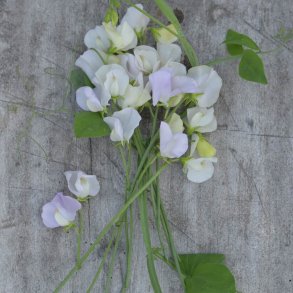 Lathyrus, rteblomst <br>'Spencer Arthur Hellyer' <br><i>Lathyrus odoratus</i>