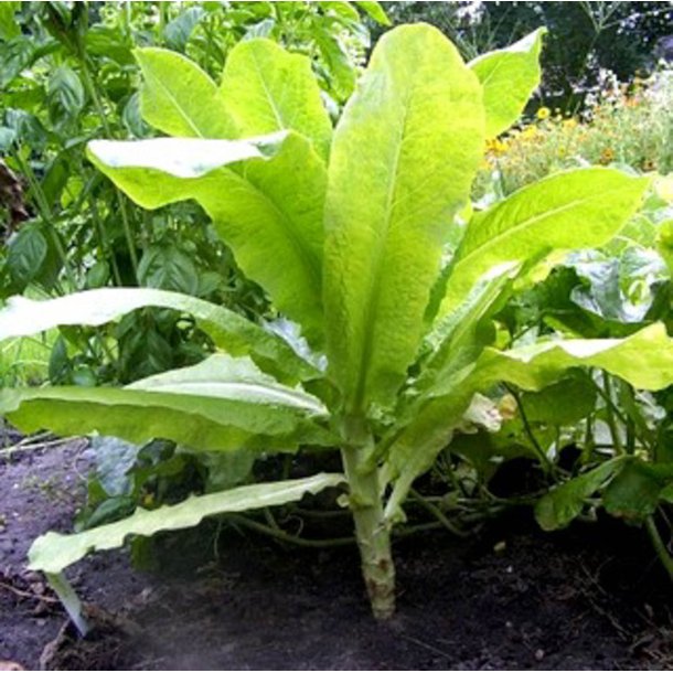 Aspargessalat, celtuce <br><i>Lactuca sativa var. augustana</i>