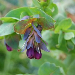 Voksurt <br><i>Cerinthe major 'Purpurescens'</i>