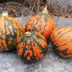 Grskar <br>'Lakota'<br><i>Cucurbita maxima</i>