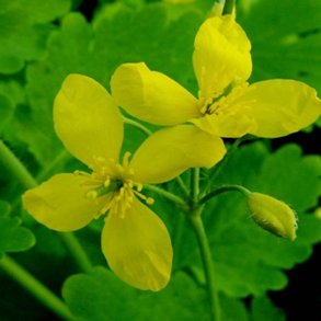Svaleurt <br><i>Chelidonium majus </i><br><br>