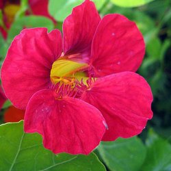 Tallerkensm�kker <br>'Cherry Rose'<br><i>Tropaeolum majus</i>