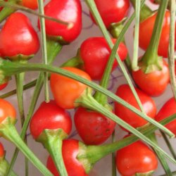Chili 'Tepin' <br><i>Capsicum annuum var. glabriusculum </i>