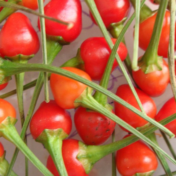 Chili 'Tepin' <br><i>Capsicum annuum var. glabriusculum </i>