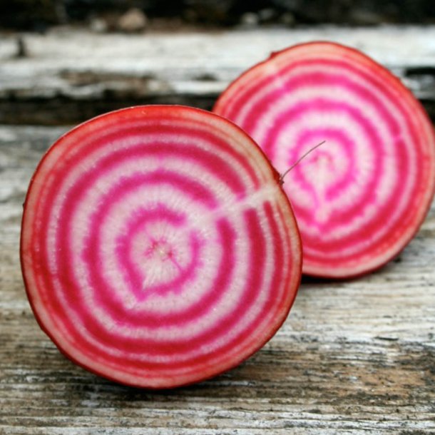 Rdbede <br>'Chioggia'<br><i>Beta vulgaris</i>