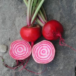 Rdbede <br>'Chioggia'<br><i>Beta vulgaris</i>