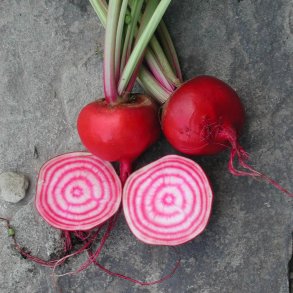 Rdbede <br>'Chioggia'<br><i>Beta vulgaris</i>