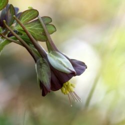 Akeleje <br>'Chocolate Soldier'<br><i>Aquilegia viridiflora</i>