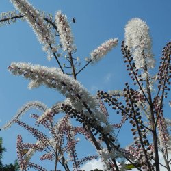 Slvlys <br>'Atropurpurea' <br><i>Cimicifuga ramosa/<br>Actaea r. </i>