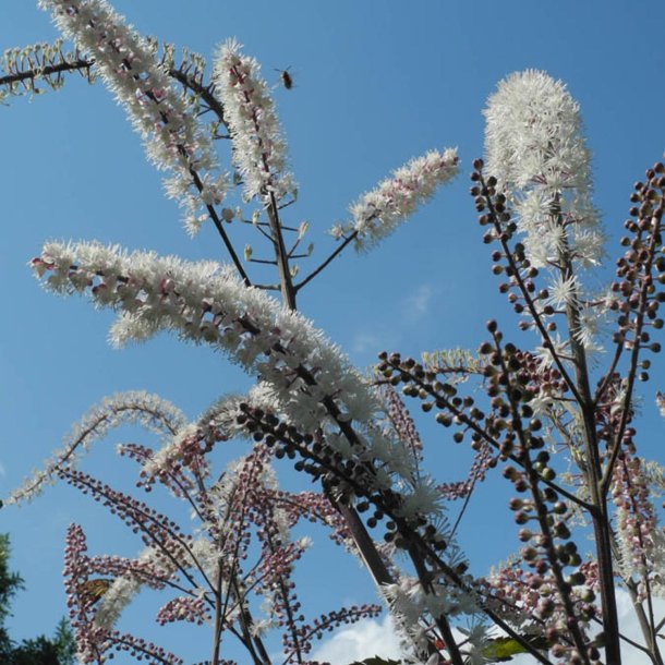 Slvlys <br>'Atropurpurea' <br><i>Cimicifuga ramosa/<br>Actaea r. </i>