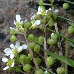 Kokleare, <br>Lge- <br><i>Cochlearia officinalis</i> 