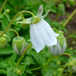 Snerleklokke, <br>Asiatisk <br><i>Codonopsis clematidea</i>