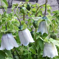 Snerleklokke, <br>Asiatisk <br><i>Codonopsis clematidea</i>