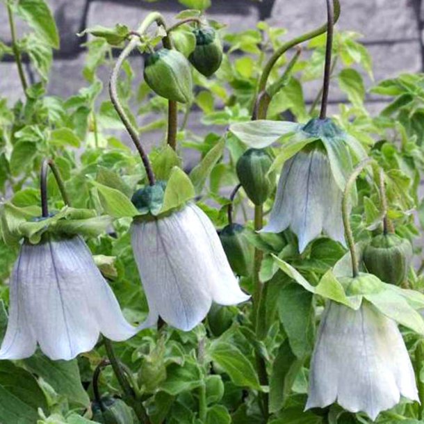 Snerleklokke, <br>Asiatisk <br><i>Codonopsis clematidea</i>