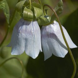 Snerleklokke, <br>Asiatisk <br><i>Codonopsis clematidea</i>
