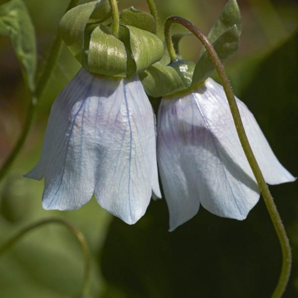 Snerleklokke, <br>Asiatisk <br><i>Codonopsis clematidea</i>