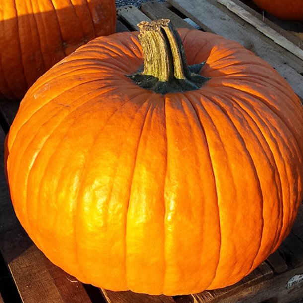 Grskar, Halloween- <br>'Connecticut Field' <br><i>Cucurbita pepo</i>