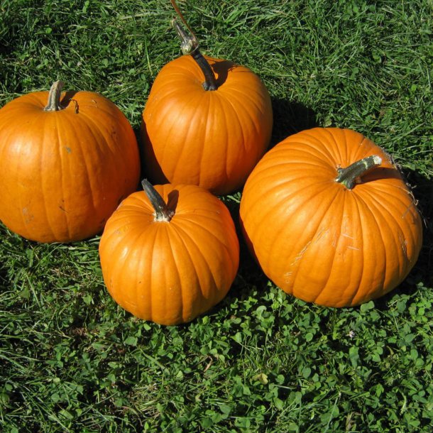 Grskar, Halloween- <br>'Connecticut Field' <br><i>Cucurbita pepo</i>