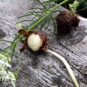 Svinen�d, Pignut <i>Conopodium majus</i>