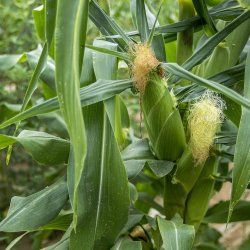 Majs, Sukker- <br>'Tasty Sweet' F1 <br><i>Zea mays convar. saccharata</i>