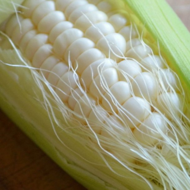 Majs, Sukker- <br>'White Lady' F1 <br><i>Zea mays convar. saccharata</i>