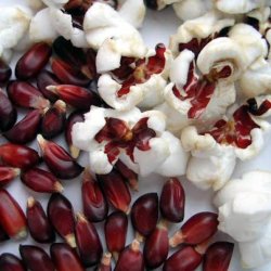 Majs, <br>Jordbr- <br><i>Zea mays var. gracillima</i>