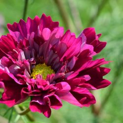 Stolt kavaler<br>'Double Click <br>Cranberries'<br><i>Cosmos bipinnatus</i>