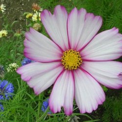 Stolt kavaler <br>'Candy Stripe' <br><i>Cosmos bipinnatus</i>