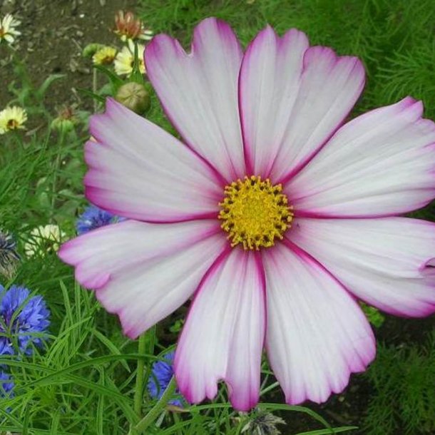 Stolt kavaler <br>'Candy Stripe' <br><i>Cosmos bipinnatus</i>