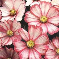 Stolt kavaler <br>'Mix'<br> <i>Cosmos bipinnatus</i>