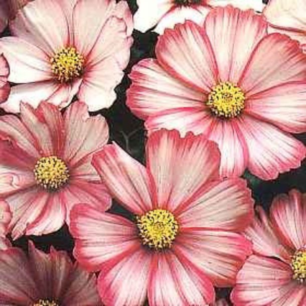 Stolt kavaler <br>'Mix'<br> <i>Cosmos bipinnatus</i>