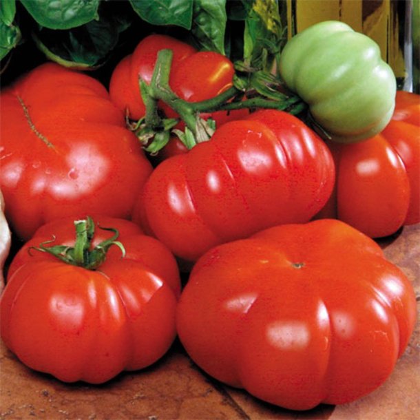Tomat <br>'Costoluto Genovese'<br><i>Lycopersicon esculentum</i>