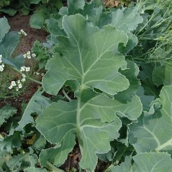 Strandkl <br><i>Crambe maritima</i><br><br>
