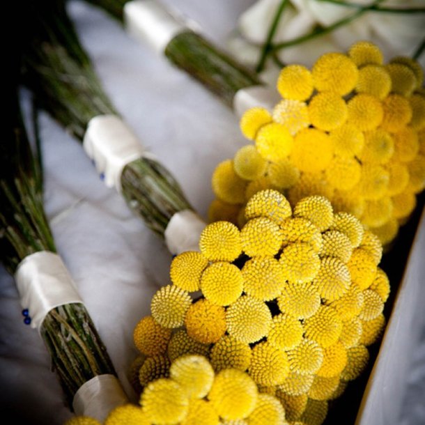 Drumsticks <br><i>Craspedia globosa</i><br><br>