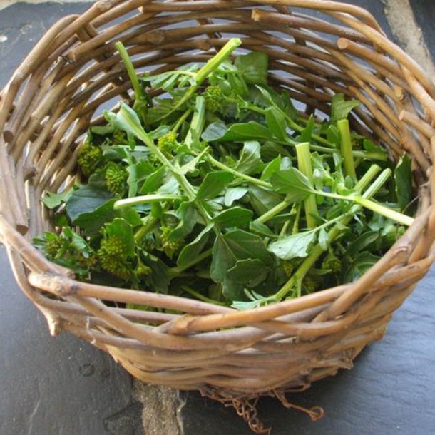 Vinterkarse, langskulpet -<br>Amerikansk karse <br><i> Barbarea verna </i>  