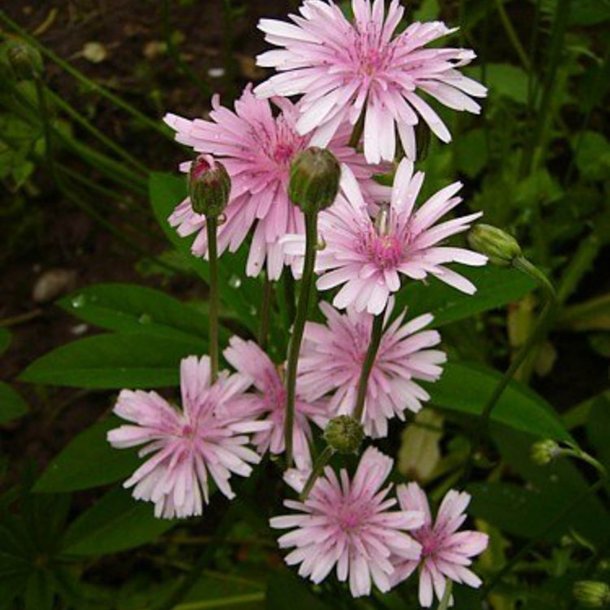 Hgeskg <br>'Rose' <br><i>Crepis rubra</i>