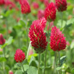 Klver, <br>Blod- <br><i> Trifolium incarnatum</i>