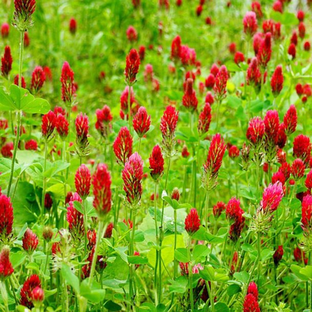 Klver, <br>Blod- <br><i> Trifolium incarnatum</i>