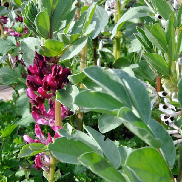 Valsk b�nne, hesteb�nne<br>�Crimson Flowered�<br><i>Vicia faba </i>