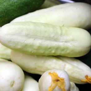 Agurk <br>'White Wonder' <br><i>Cucumis sativus</i>