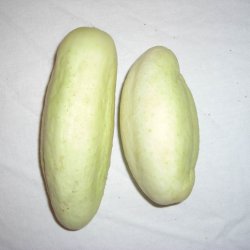 Agurk <br>'White Wonder' <br><i>Cucumis sativus</i>