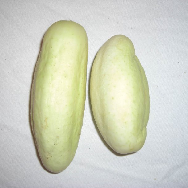 Agurk <br>'White Wonder' <br><i>Cucumis sativus</i>