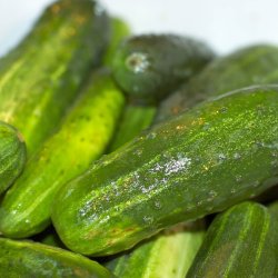 Agurk, Drue- <br>'Rhinsk Drue'<br><i>Cucumis sativus</i>